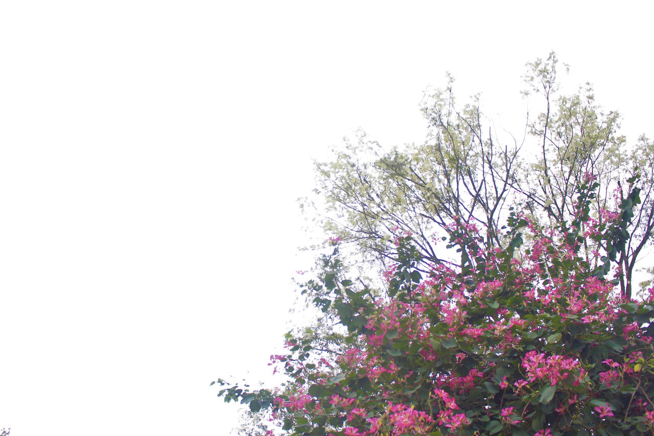 Nhiều khoảnh trời Hà Nội rạo rực màu tím hoa ban